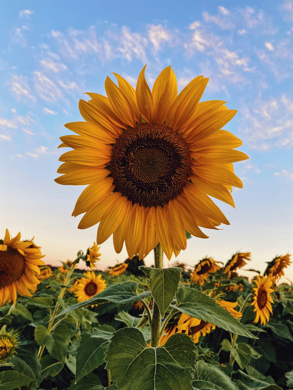 A yellow sunflower reaching toward the sky